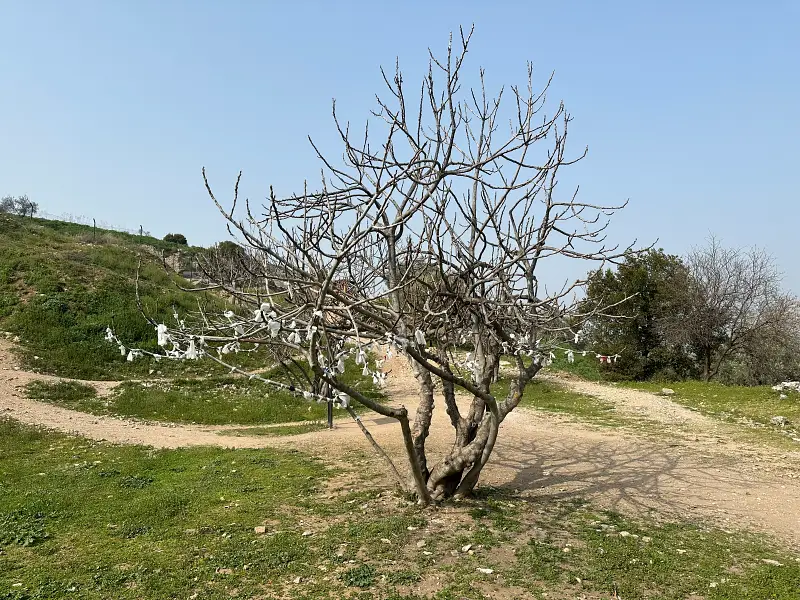 the cave of seven sleepers wishing tree