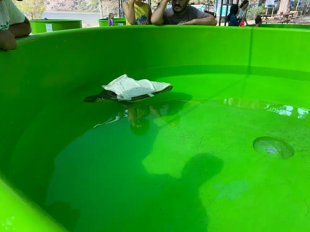 a sick turtle in turtle hospital swimming in a green color pool