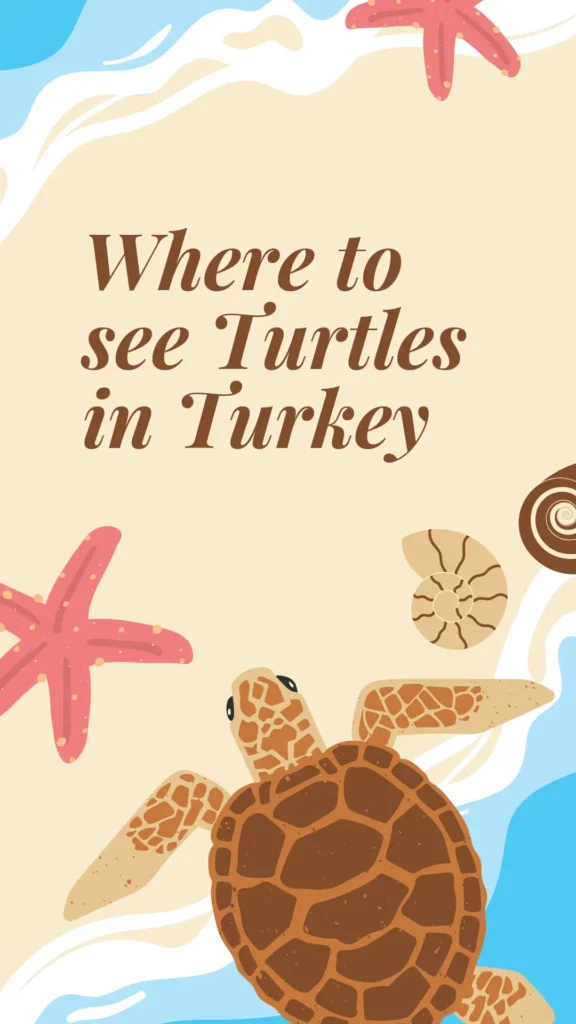 where to see turtles in Turkey?