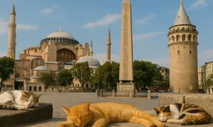 cats in turkey
